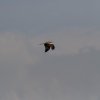 Aviation